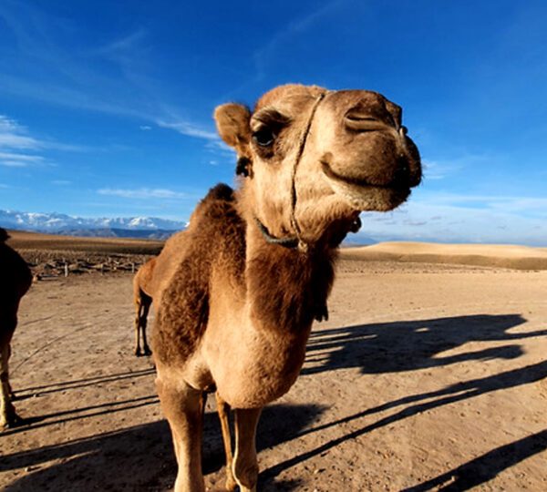 camel