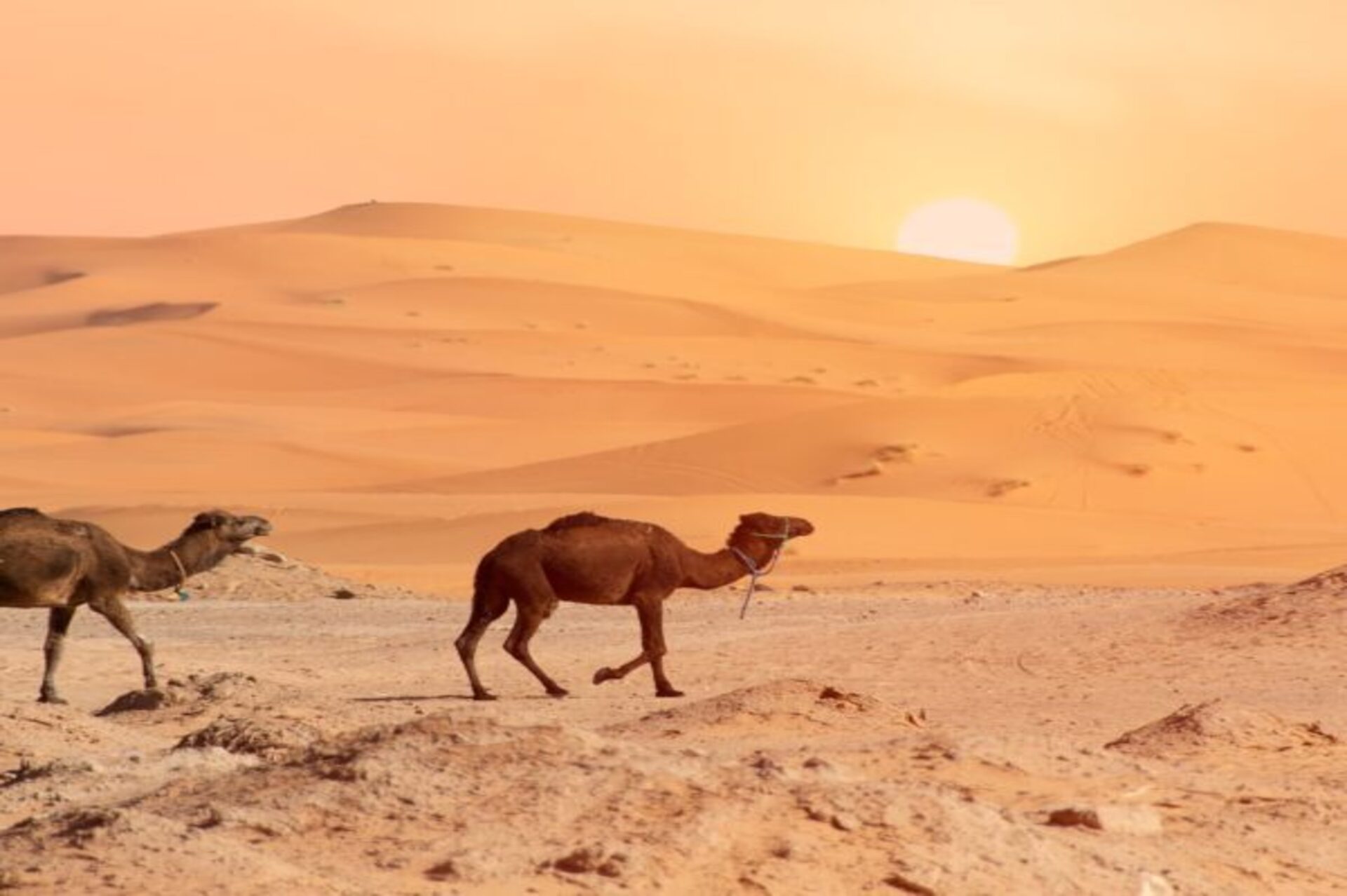 3 days from Fez to Marrakech via the Sahara desert