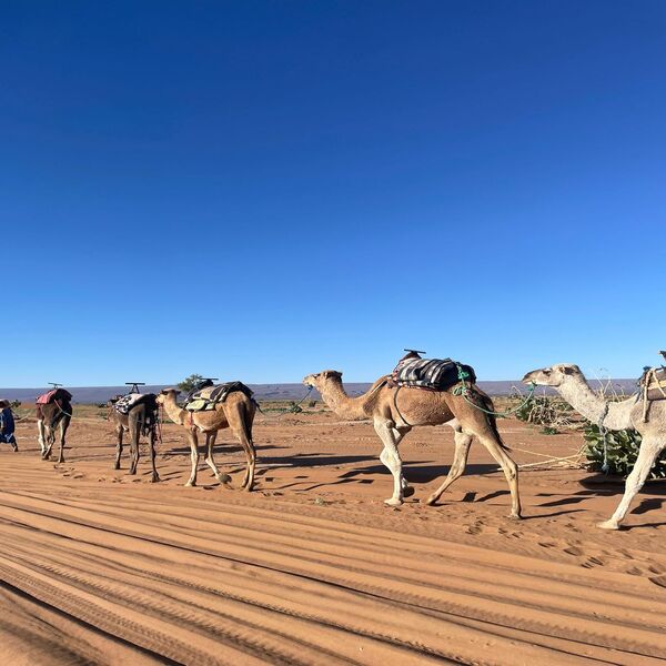 12 days from Casablanca to Marrakech via the Sahara desert