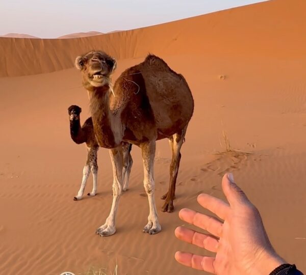 camel